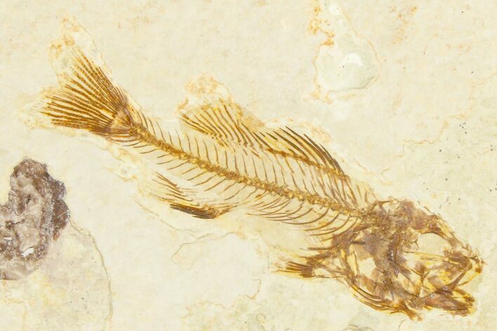 Rare, Fossil Fish (Hypsiprisca) - Wyoming #379467